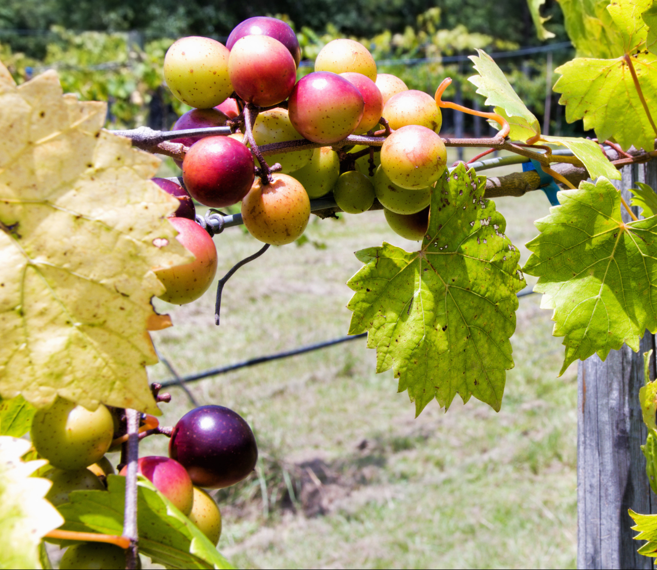 Scuppernong Jam