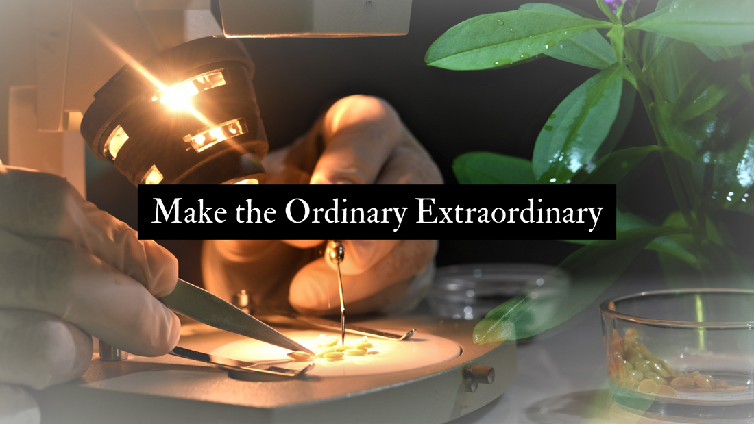 Make the Ordinary Extraordinary