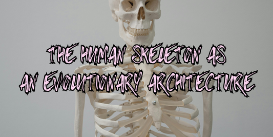 The Human Skeleton as an Evolutionary Architecture