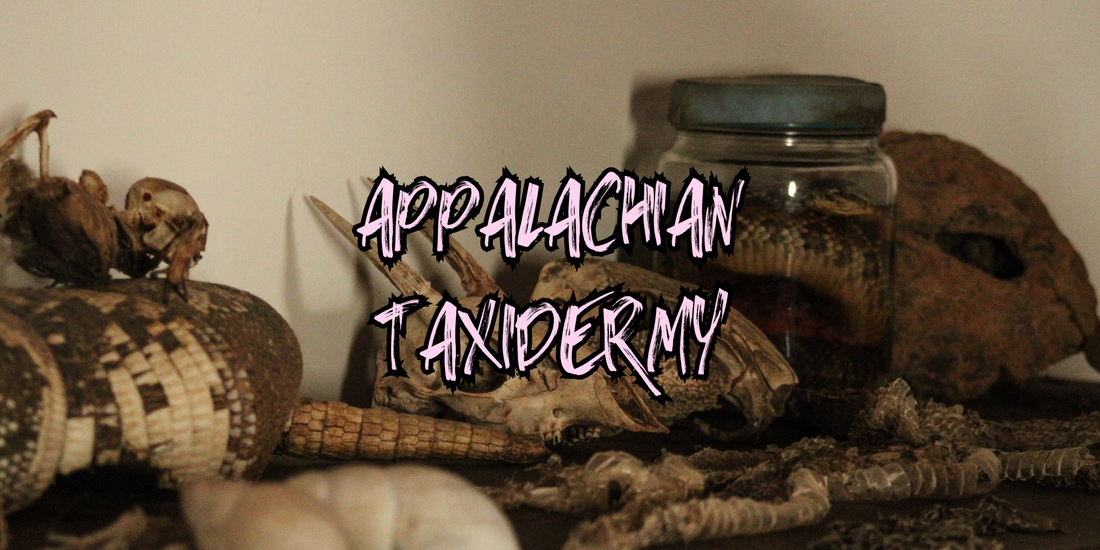 Appalachian Taxidermy