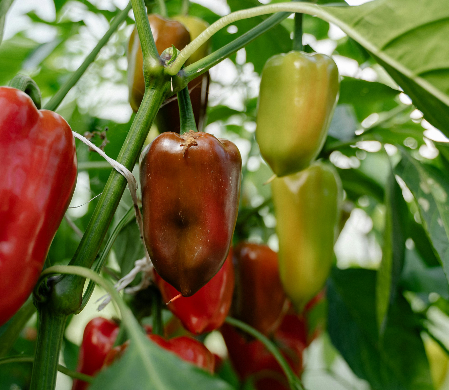 Ghost Pepper